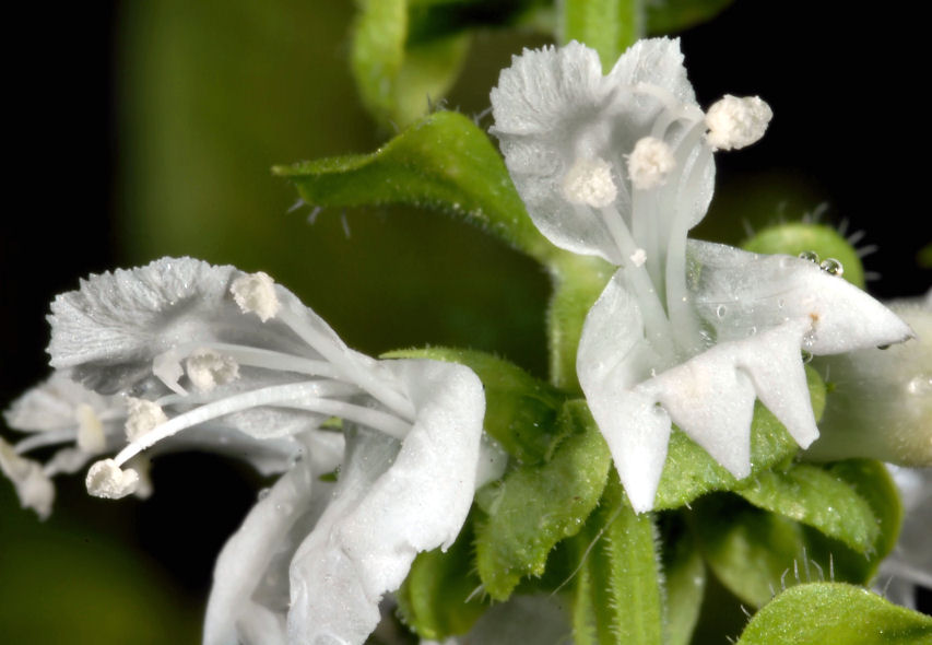 Fiori di geranio e di basilico